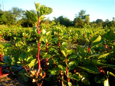 Alugbati vegetable Basella alba used in Utan Basella Malabar spinach Basella rubra L. with deep red and purple stems in Barangay Tukod 15°0'10"N  121°3'18"E Pulo 14°57'54"N 121°0'53"E beside Chapel 14