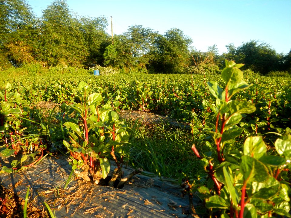 Alugbati vegetable Basella alba used in Utan Basella Malabar spinach Basella rubra L. with deep red and purple stems in Barangay Tukod 15°0'10"N  121°3'18"E Pulo 14°57'54"N 121°0'53"E beside Chapel 14
