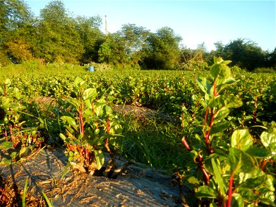 Alugbati vegetable Basella alba used in Utan Basella Malabar spinach Basella rubra L. with deep red and purple stems in Barangay Tukod 15°0'10"N  121°3'18"E Pulo 14°57'54"N 121°0'53"E beside Chapel 14