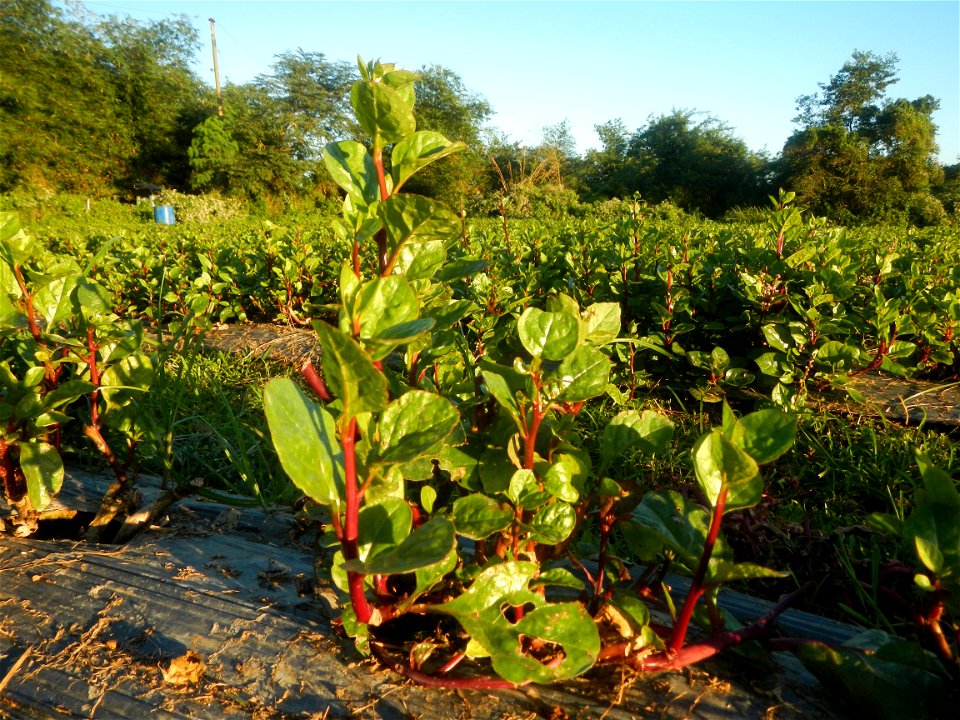 Alugbati vegetable Basella alba used in Utan Basella Malabar spinach Basella rubra L. with deep red and purple stems in Barangay Tukod 15°0'10"N  121°3'18"E Pulo 14°57'54"N 121°0'53"E beside Chapel 14