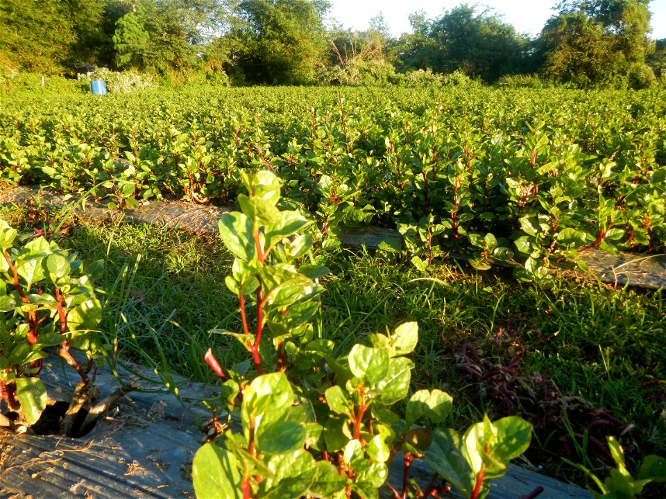 Alugbati vegetable Basella alba used in Utan Basella Malabar spinach Basella rubra L. with deep red and purple stems in Barangay Tukod 15°0'10"N  121°3'18"E Pulo 14°57'54"N 121°0'53"E beside Chapel 14