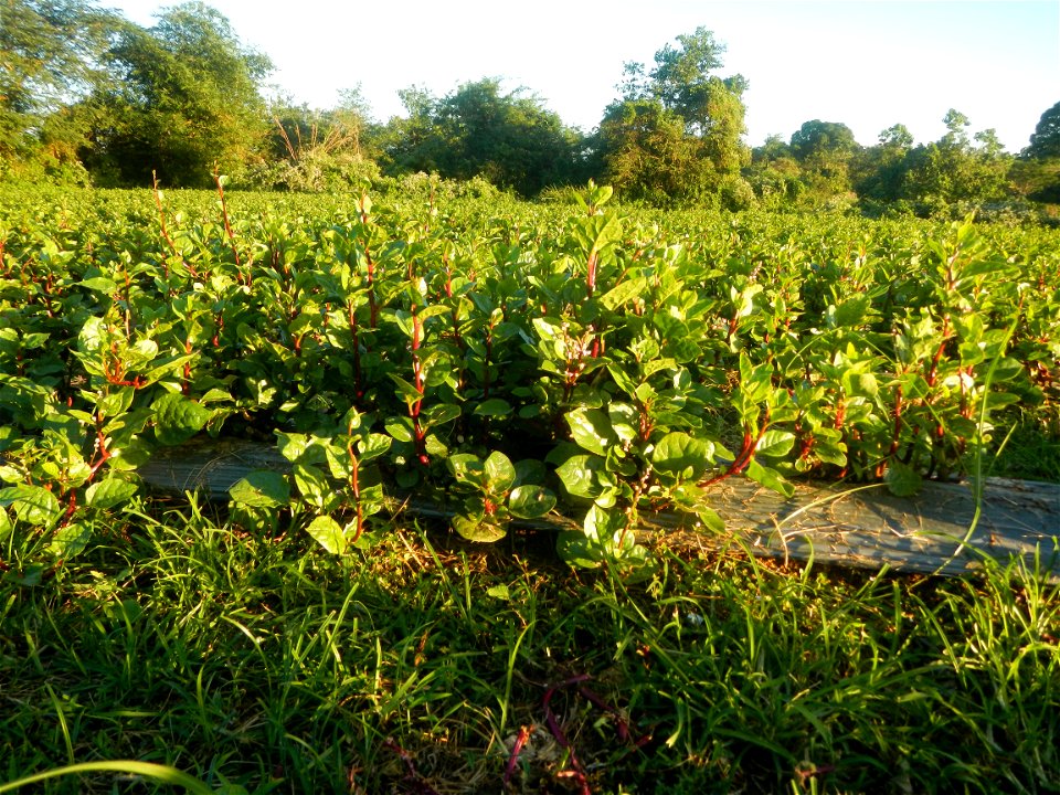 Alugbati vegetable Basella alba used in Utan Basella Malabar spinach Basella rubra L. with deep red and purple stems in Barangay Tukod 15°0'10"N  121°3'18"E Pulo 14°57'54"N 121°0'53"E beside Chapel 14