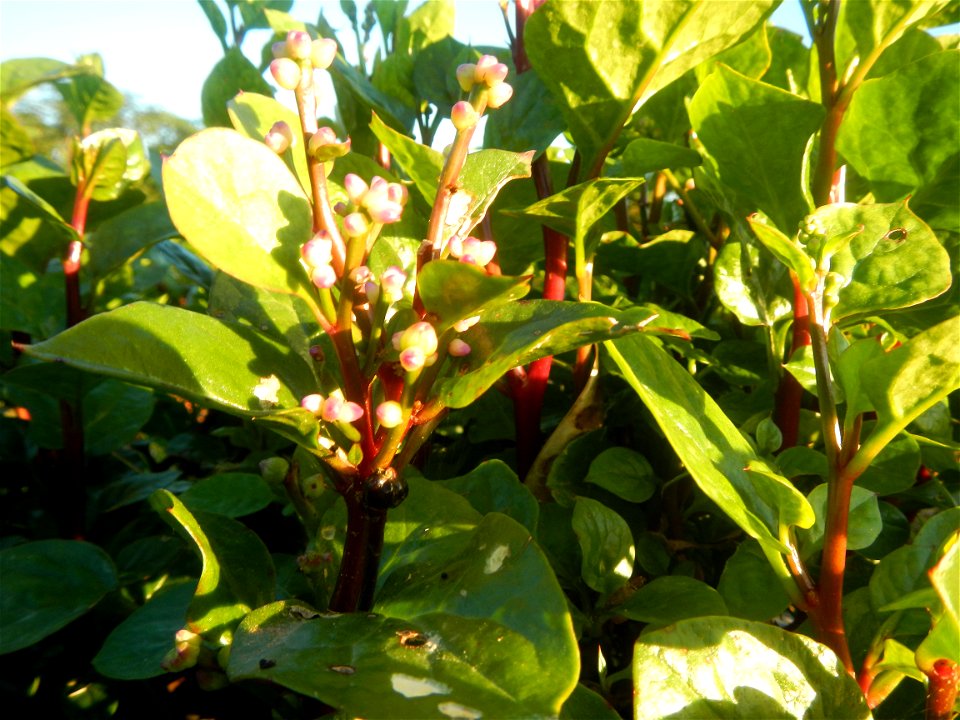 Alugbati vegetable Basella alba used in Utan Basella Malabar spinach Basella rubra L. with deep red and purple stems in Barangay Tukod 15°0'10"N  121°3'18"E Pulo 14°57'54"N 121°0'53"E beside Chapel 14