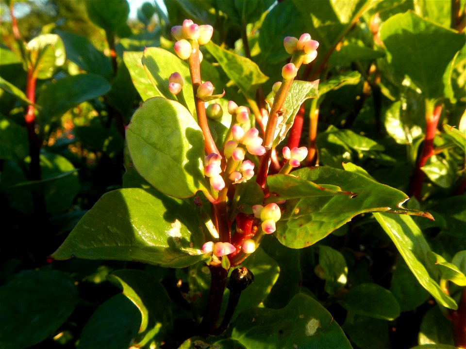 Alugbati vegetable Basella alba used in Utan Basella Malabar spinach Basella rubra L. with deep red and purple stems in Barangay Tukod 15°0'10"N  121°3'18"E Pulo 14°57'54"N 121°0'53"E beside Chapel 14