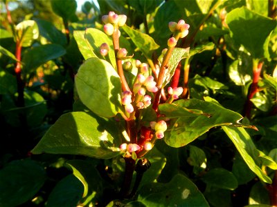 Alugbati vegetable Basella alba used in Utan Basella Malabar spinach Basella rubra L. with deep red and purple stems in Barangay Tukod 15°0'10"N  121°3'18"E Pulo 14°57'54"N 121°0'53"E beside Chapel 14