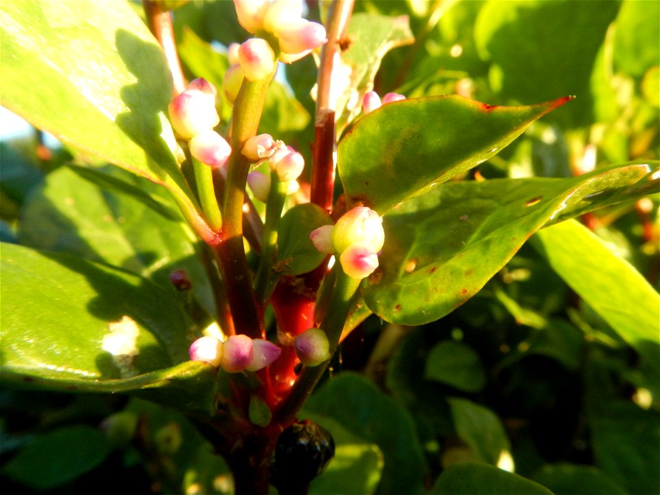 Alugbati vegetable Basella alba used in Utan Basella Malabar spinach Basella rubra L. with deep red and purple stems in Barangay Tukod 15°0'10"N  121°3'18"E Pulo 14°57'54"N 121°0'53"E beside Chapel 14