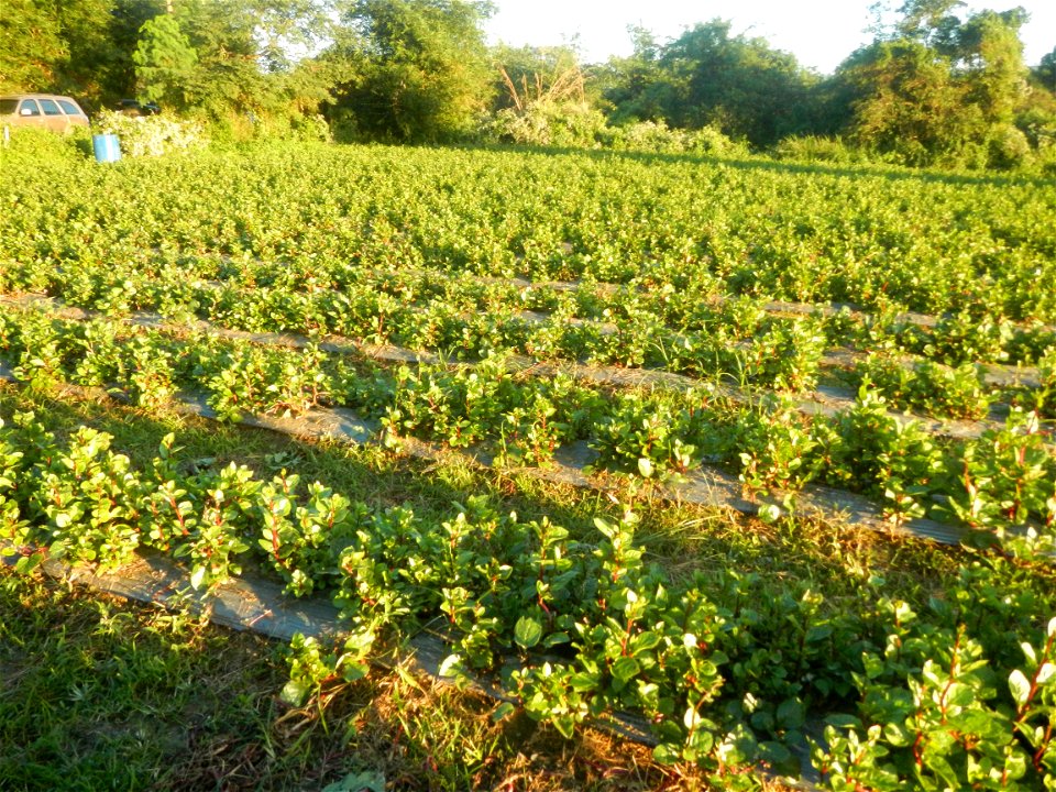 Alugbati vegetable Basella alba used in Utan Basella Malabar spinach Basella rubra L. with deep red and purple stems in Barangay Tukod 15°0'10"N  121°3'18"E Pulo 14°57'54"N 121°0'53"E beside Chapel 14