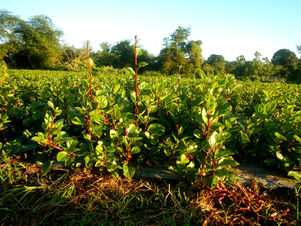 Alugbati vegetable Basella alba used in Utan Basella Malabar spinach Basella rubra L. with deep red and purple stems in Barangay Tukod 15°0'10"N  121°3'18"E Pulo 14°57'54"N 121°0'53"E beside Chapel 14