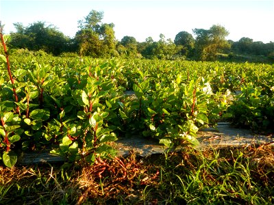Alugbati vegetable Basella alba used in Utan Basella Malabar spinach Basella rubra L. with deep red and purple stems in Barangay Tukod 15°0'10"N  121°3'18"E Pulo 14°57'54"N 121°0'53"E beside Chapel 14