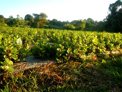 Alugbati vegetable Basella alba used in Utan Basella Malabar spinach Basella rubra L. with deep red and purple stems in Barangay Tukod 15°0'10"N  121°3'18"E Pulo 14°57'54"N 121°0'53"E beside Chapel 14