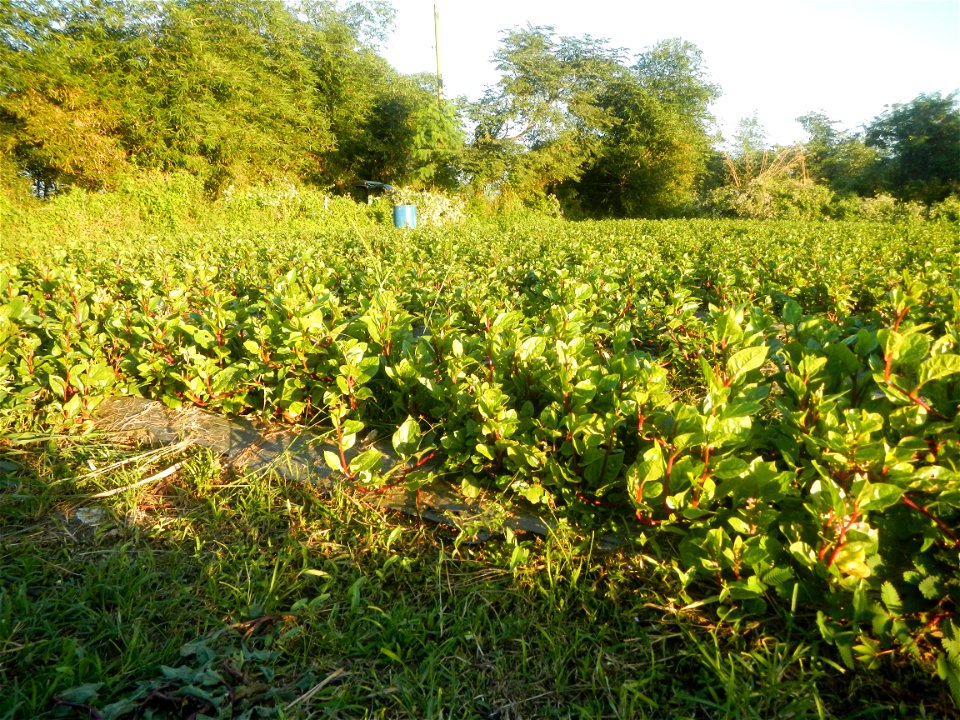 Alugbati vegetable Basella alba used in Utan Basella Malabar spinach Basella rubra L. with deep red and purple stems in Barangay Tukod 15°0'10"N  121°3'18"E Pulo 14°57'54"N 121°0'53"E beside Chapel 14