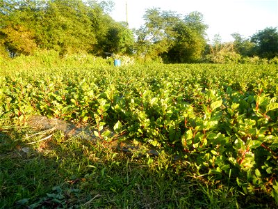 Alugbati vegetable Basella alba used in Utan Basella Malabar spinach Basella rubra L. with deep red and purple stems in Barangay Tukod 15°0'10"N  121°3'18"E Pulo 14°57'54"N 121°0'53"E beside Chapel 14