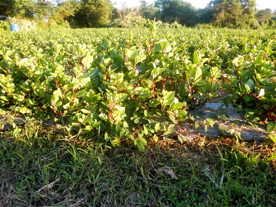 Alugbati vegetable Basella alba used in Utan Basella Malabar spinach Basella rubra L. with deep red and purple stems in Barangay Tukod 15°0'10"N  121°3'18"E Pulo 14°57'54"N 121°0'53"E beside Chapel 14