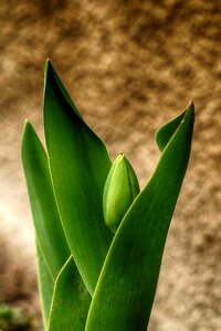 Growth flower spring