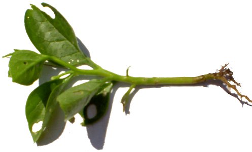 Cây mồng tơi non, có cả rễ.