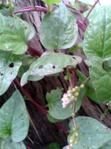 Botanical name: Basella alba. Common name: Malabar spinach. Rootpaste is useful to treat Rheumatics ; Fruit juice is used for conjunctivities ; Leaf juice is for Catarrh ; Leaf paste is