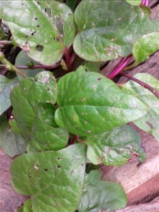 வயலைக் கொடி Botanical name - Basella alba Common name - Malabar spinach Rootpaste is useful to treat Rheumatics ; Fruit juice is used for conjunctivities ; Leaf juice is for Catarrh ; photo