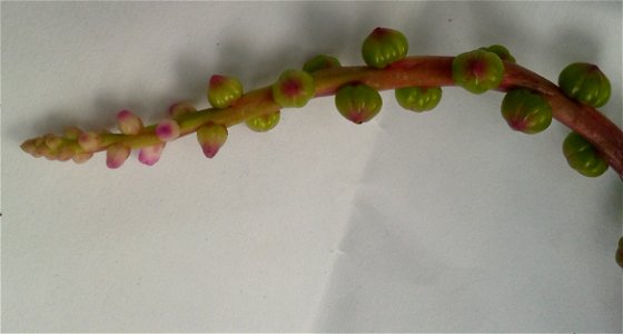 வயலைக் கொடி
Botanical name -  Basella alba
Common name -  Malabar spinach
Rootpaste is useful to treat Rheumatics ; Fruit juice is used for conjunctivities ; Leaf juice is for Catarrh ;