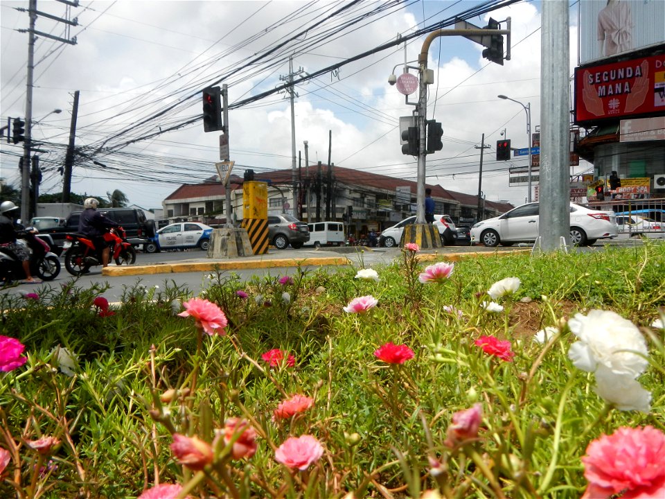 Portulaca grandiflora along Ortigas Avenue corner Santolan Road corner Bonny Serrano Avenue interconnecting with the Ortigas Interchange also known as the EDSA–Ortigas Interchange or the Ortigas Flyov