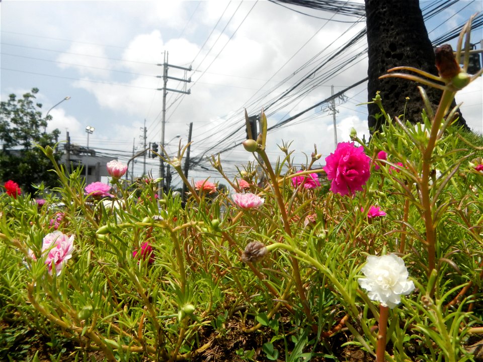 Portulaca grandiflora along Ortigas Avenue corner Santolan Road corner Bonny Serrano Avenue interconnecting with the Ortigas Interchange also known as the EDSA–Ortigas Interchange or the Ortigas Flyov