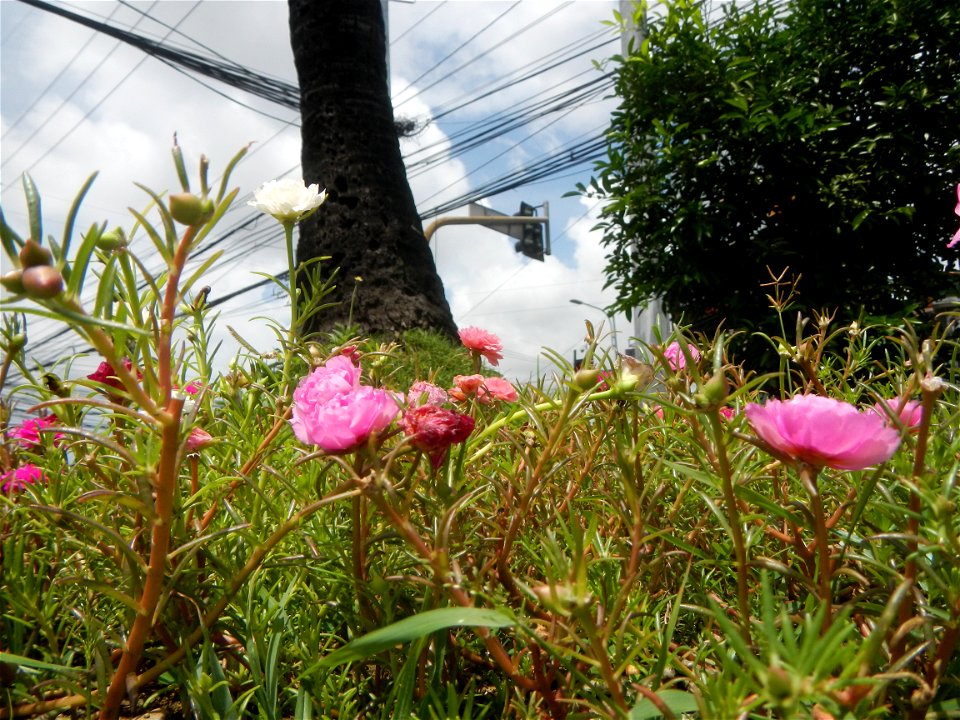 Portulaca grandiflora along Ortigas Avenue corner Santolan Road corner Bonny Serrano Avenue interconnecting with the Ortigas Interchange also known as the EDSA–Ortigas Interchange or the Ortigas Flyov