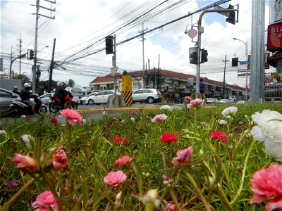 Portulaca grandiflora along Ortigas Avenue corner Santolan Road corner Bonny Serrano Avenue interconnecting with the Ortigas Interchange also known as the EDSA–Ortigas Interchange or the Ortigas Flyov