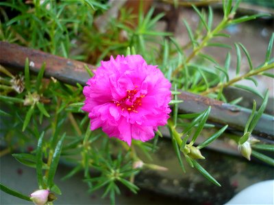 Portulaca grandiflora photo