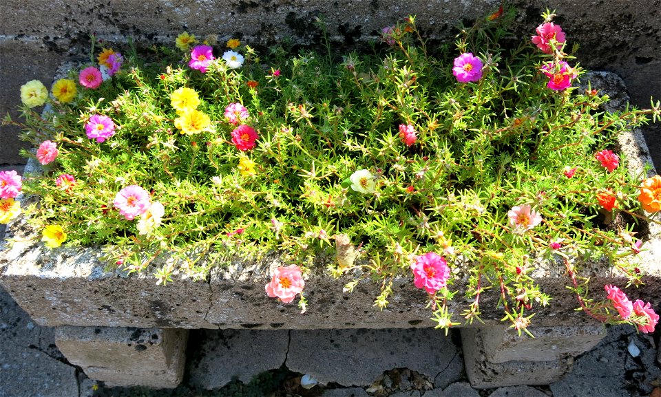 Rose moss in Lacrost (Saône-et-Loire, France).