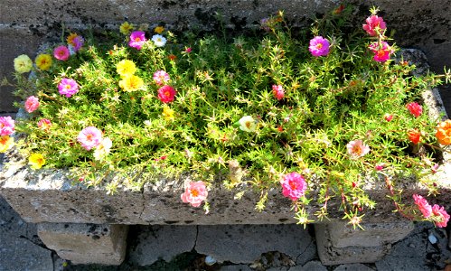 Rose moss in Lacrost (Saône-et-Loire, France). photo