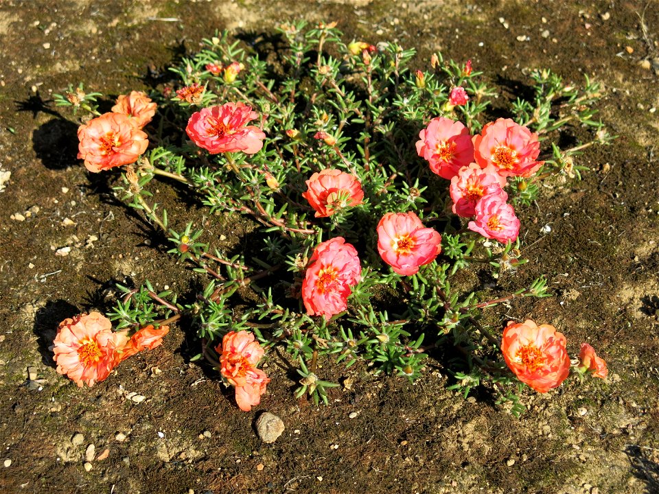 Rose moss in Lacrost (Saône-et-Loire, France).