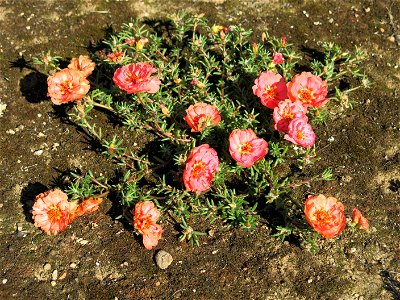 Rose moss in Lacrost (Saône-et-Loire, France).