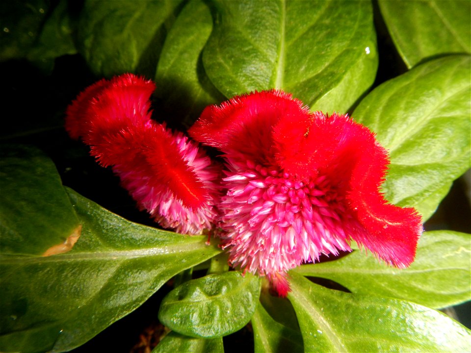 Celosia argentea var. cristata Celosia Celosia Pagoda Mixed in SM City Baliwag of East West Seeds (Note: Judge Florentino Floro, the owner, to repeat, Donor Florentino Floro of all these photos hereby