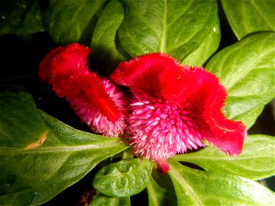 Celosia argentea var. cristata Celosia Celosia Pagoda Mixed in SM City Baliwag of East West Seeds (Note: Judge Florentino Floro, the owner, to repeat, Donor Florentino Floro of all these photos hereby photo