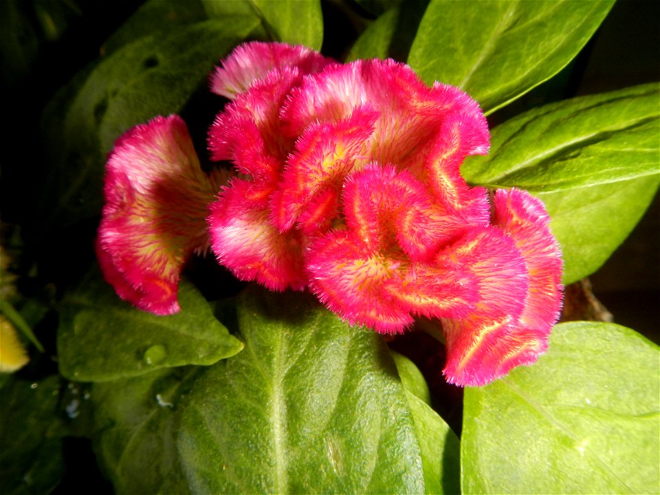Celosia argentea var. cristata Celosia Celosia Pagoda Mixed in SM City Baliwag of East West Seeds (Note: Judge Florentino Floro, the owner, to repeat, Donor Florentino Floro of all these photos hereby