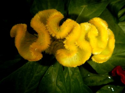 Celosia argentea var. cristata Celosia Celosia Pagoda Mixed in SM City Baliwag of East West Seeds (Note: Judge Florentino Floro, the owner, to repeat, Donor Florentino Floro of all these photos hereby photo