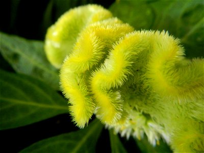 Celosia argentea var. cristata Celosia Celosia Pagoda Mixed in SM City Baliwag of East West Seeds (Note: Judge Florentino Floro, the owner, to repeat, Donor Florentino Floro of all these photos hereby