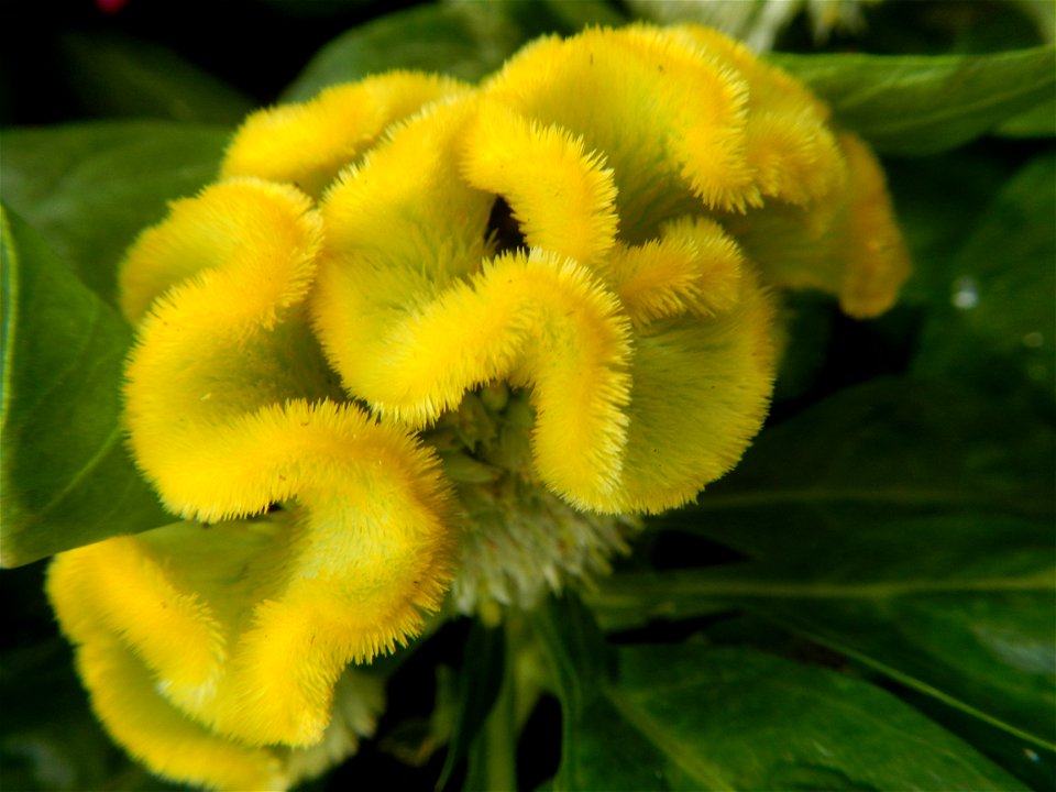 Celosia argentea var. cristata Celosia Celosia Pagoda Mixed in SM City Baliwag of East West Seeds (Note: Judge Florentino Floro, the owner, to repeat, Donor Florentino Floro of all these photos hereby