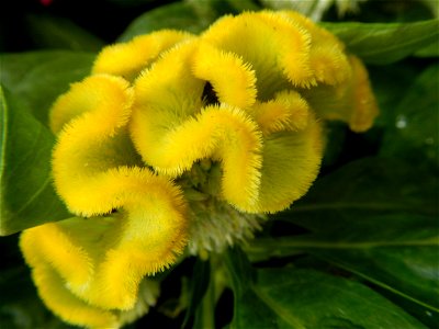 Celosia argentea var. cristata Celosia Celosia Pagoda Mixed in SM City Baliwag of East West Seeds (Note: Judge Florentino Floro, the owner, to repeat, Donor Florentino Floro of all these photos hereby photo