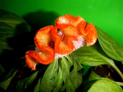 Celosia argentea var. cristata Celosia Celosia Pagoda Mixed in SM City Baliwag of East West Seeds (Note: Judge Florentino Floro, the owner, to repeat, Donor Florentino Floro of all these photos hereby
