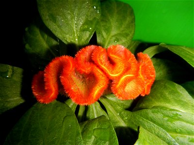 Celosia argentea var. cristata Celosia Celosia Pagoda Mixed in SM City Baliwag of East West Seeds (Note: Judge Florentino Floro, the owner, to repeat, Donor Florentino Floro of all these photos hereby