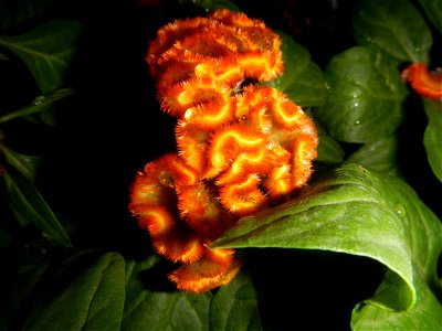 Celosia argentea var. cristata Celosia Celosia Pagoda Mixed in SM City Baliwag of East West Seeds (Note: Judge Florentino Floro, the owner, to repeat, Donor Florentino Floro of all these photos hereby