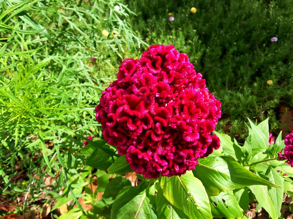 Celosia Cristata Magenta