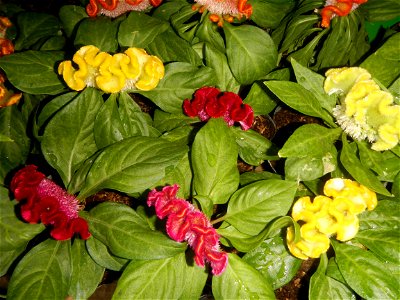Celosia argentea var. cristata Celosia Celosia Pagoda Mixed in SM City Baliwag of East West Seeds (Note: Judge Florentino Floro, the owner, to repeat, Donor Florentino Floro of all these photos hereby