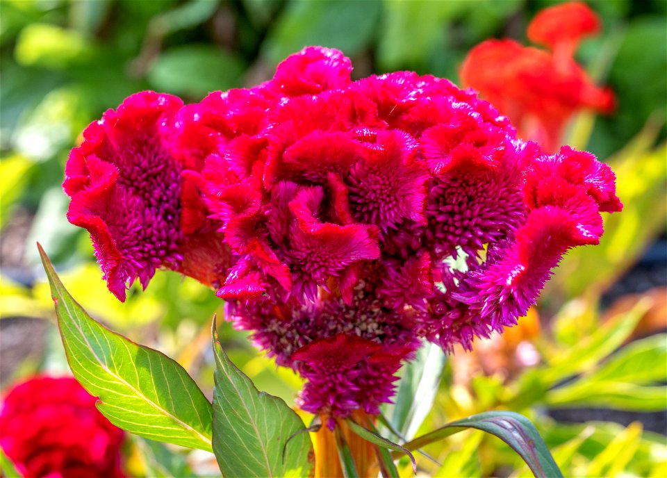 Celosia argentea, Groupe Childsii en melange, Jardin botanique Roger-Van den Hende, is a 6-hectare botanical garden managed by Laval University in Quebec, Canada.