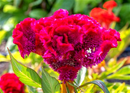 Celosia argentea, Groupe Childsii en melange, Jardin botanique Roger-Van den Hende, is a 6-hectare botanical garden managed by Laval University in Quebec, Canada.