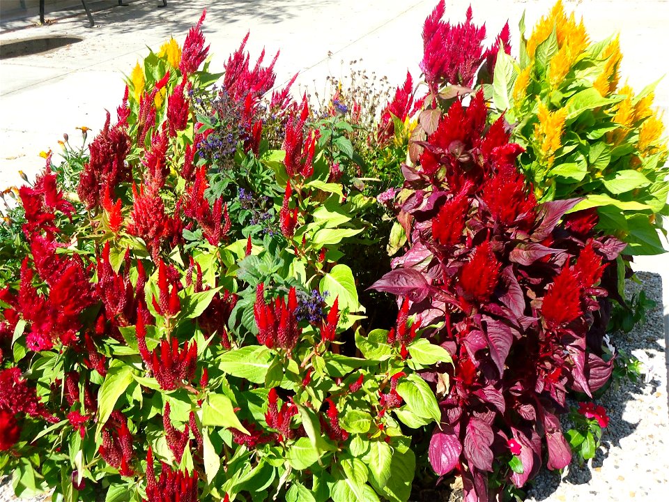  ; Flowers, trees, and other plant stuff
Some random plants with yellow and red-purple leaves and seeds