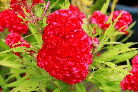 Hoa dại Việt Nam tại Đại Nam 3