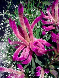 unidentified plant in Japan