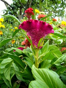 A kakastaréj nevű disznóparéjfaj (Celosia argentea var. cristata) virágzata egy orgoványi kertben