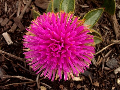 Gomphrena ‘Pink Zazzle™’ blooming in the Outdoor Garden at Phipps Conservatory, Pittsburgh photo